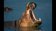 Hippo Yawning