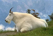 1280px-Mountain Goat USFWS.jpg (240 KB)