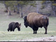 Bison vs Grizzly Bear