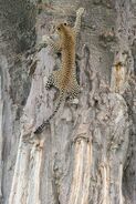 A Leopard climbing up a Rocky Cliffside