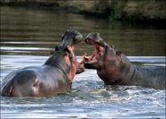 Hippopotamus.jpg (50 KB) 2 Hippos Sparring