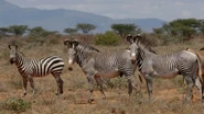 Plains Zebra and 2 Grevy's Zebras
