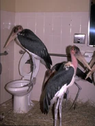 Marabou Storks in Bathroom