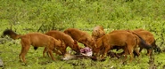 Dholes feeding on a Chital Deer, Bandipur National Park