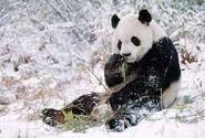 Giant Panda in Snow