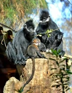 Francois's Langur Family