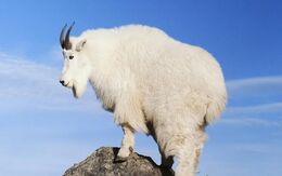 Mountain-goat-wallpaper-1