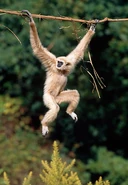 PRM-10-GL0005-01P.jpg (78 KB) Just Hanging Around