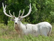 Rare Albino Elk