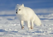 B2613d7f9639ddaf42c50995c297e853.jpg (36 KB) Arctic Fox Running