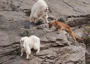 Goatcougar2sm.jpg (181 KB) Mountain Goat defending mate from Mountain Lion