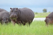 Grass.jpg (87 KB) Hippos Eating Grass