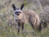Bat-Eared Fox