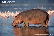 Hippopotamus amphibius