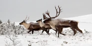 Blog-header-caribou-620x310.png (354 KB) Caribou Family