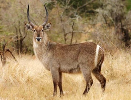 Waterbuck