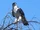 African Hawk-Eagle