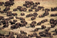 Herd of Bison in South Dakota