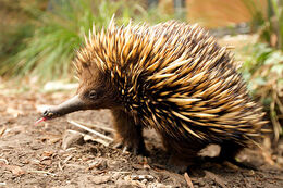 Short Beaked Echidna Creatures Of The World Wikia Fandom Both coastal and highland areas in new guinea are home to tachyglossus aculeatus, along with a range of ecosystems in australia from mild coastal regions to. short beaked echidna creatures of the