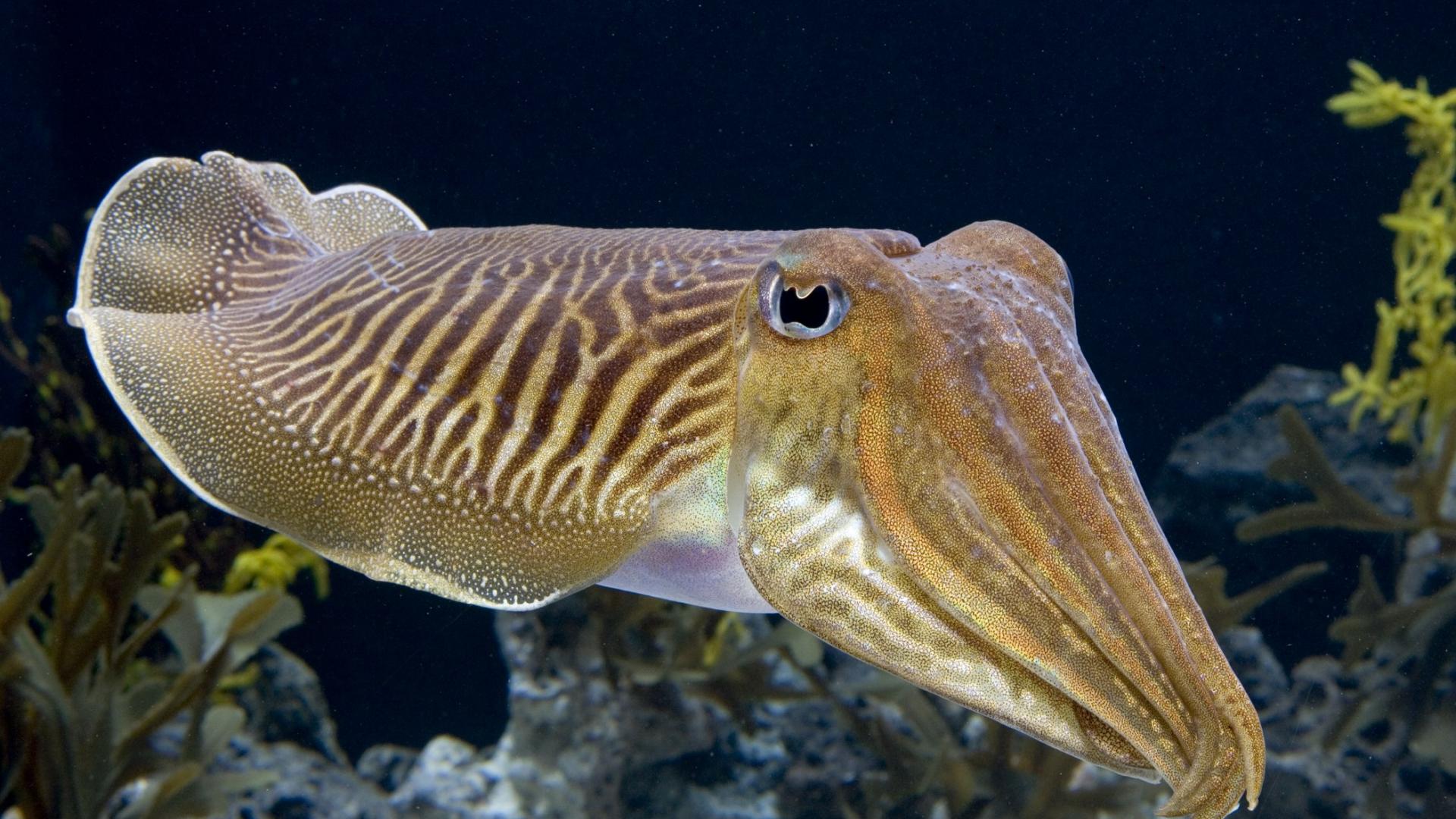 smallest species of cuttlefish