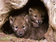 Wolf Pups in Den