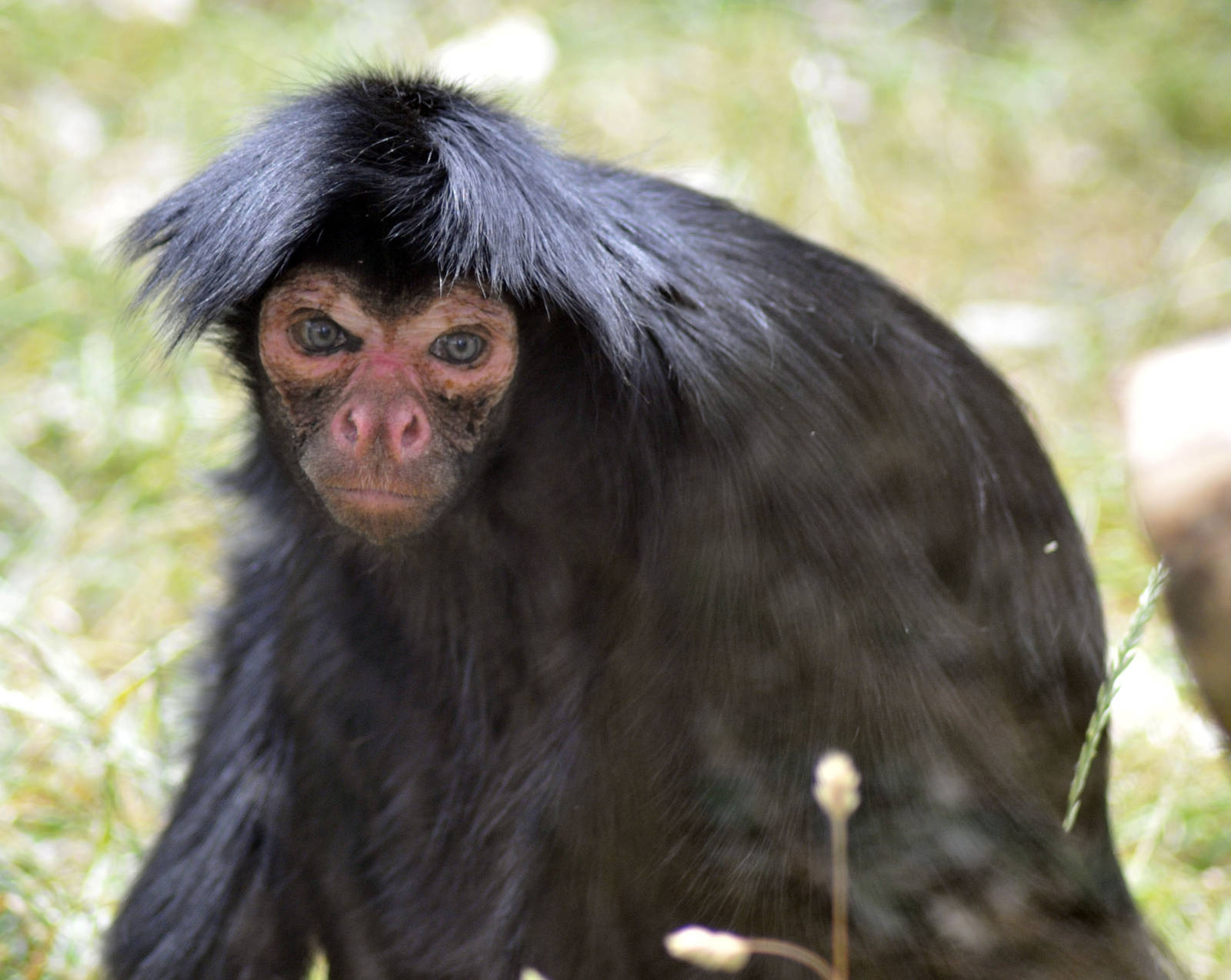 Macaco Aranha Preto - Ateles paniscus - Redfaced Spider Monkey