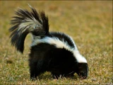 Striped Skunk