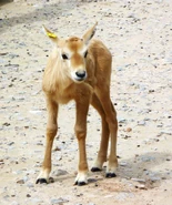 6a010535647bf3970b014e8a5a1200970d-600wi.jpg (103 KB) Arabian Oryx Fawn