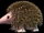 Hedgehog