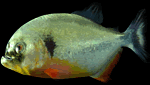 C3piranha