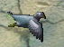 C3woodpigeon ingame