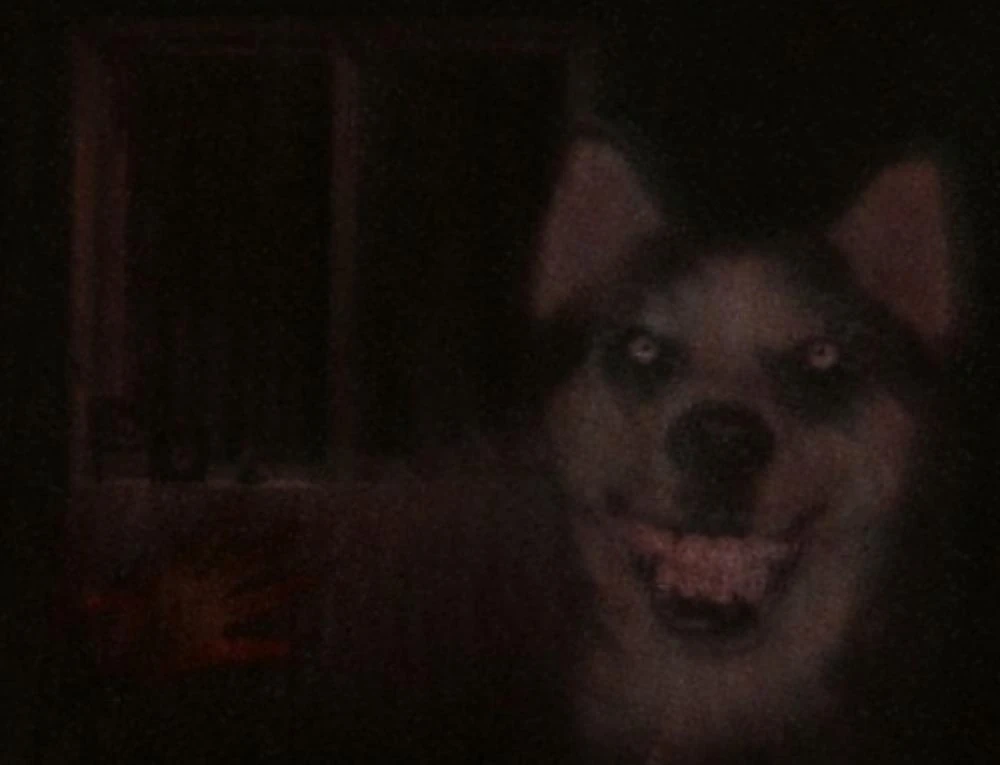 Smile Dog | Creepypasta Biographies Wiki | Fandom