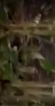 A strange video that he sent presumably taken in a forest