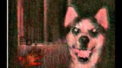 Smile Dog Creepypasta Files Wikia Fandom