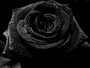 Black Rose