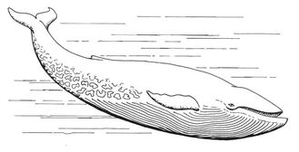 Blue Whale (PSF)