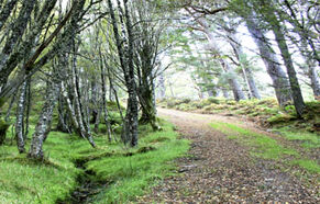 Curving path