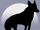 Survival of the Coyote