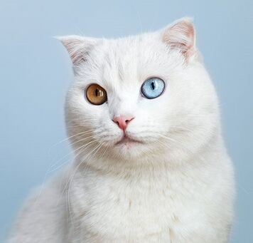 Gato1f