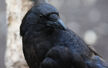 Crows2.jpg