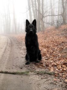 Dog Grim.jpg