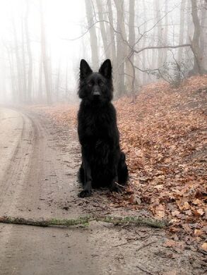 Half wolf half german shepherd online for sale