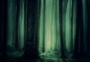 Forest-3877365 1920.jpg