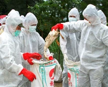 Bird flu