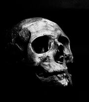 Skull.jpg