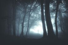 Unheimlicher Wald.jpeg