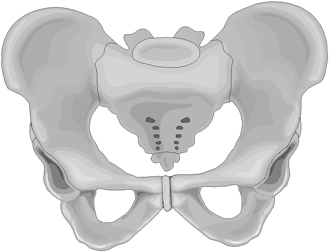 Анатомия таза. Кости таза малый таз. Таз pelvis. Малый таз кость. Таз и малый таз анатомия.