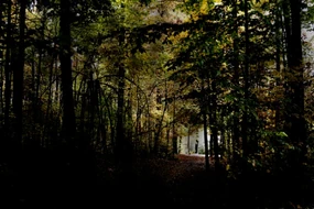 Slender forest 5.jpg (130 KB) Slender forest 5