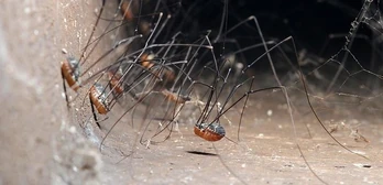 17879122,pd=4,h=300,w=620