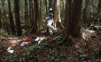 Japan S Suicide Forest Creepypasta Wiki Fandom Japan S Suicide Forest Creepypasta Wiki Fandom